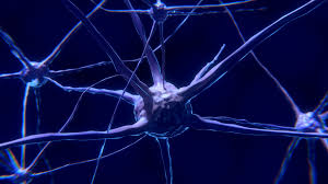 Scoperta una proteina in grado di riparare le cellule cerebrali Scoperta una proteina in grado di riparare le cellule cerebrali