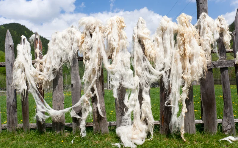 Coltivare senza terra con la lana di pecora Coltivare senza terra con la lana di pecora