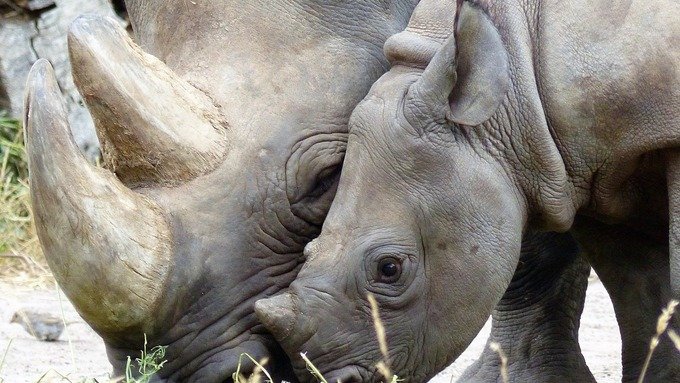 Cos’è e quanto vale Rhino-bond, il primo bond per la protezione degli animali