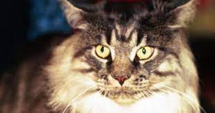 Creare gatti che non provocano l’ allergia con l’ editing genetico