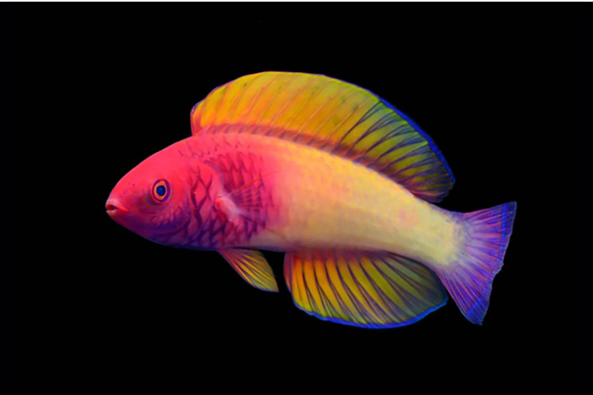 Scoperta una nuova specie di pesce alle Maldive, ha i colori dell’arcobaleno