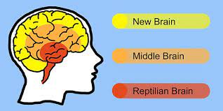 Cervello: come si evolve nel tempo?