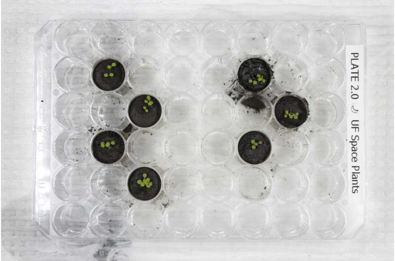 A first: Scientists grow plants in soil from the Moon A first: Scientists grow plants in soil from the Moon