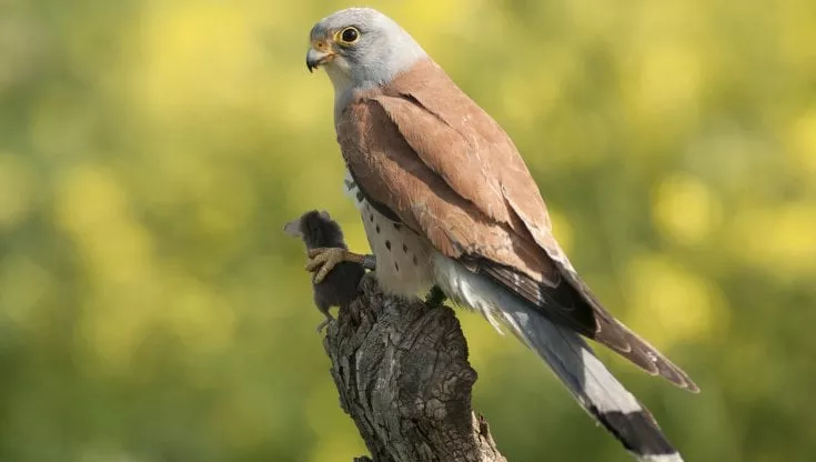 L’Italia è il primo Paese in Ue per la tutela della biodiversità L’Italia è il primo Paese in Ue per la tutela della biodiversità