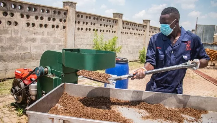 Fertilizzanti dai rifiuti, grazie alle mosche. Il progetto di una startup ugandese