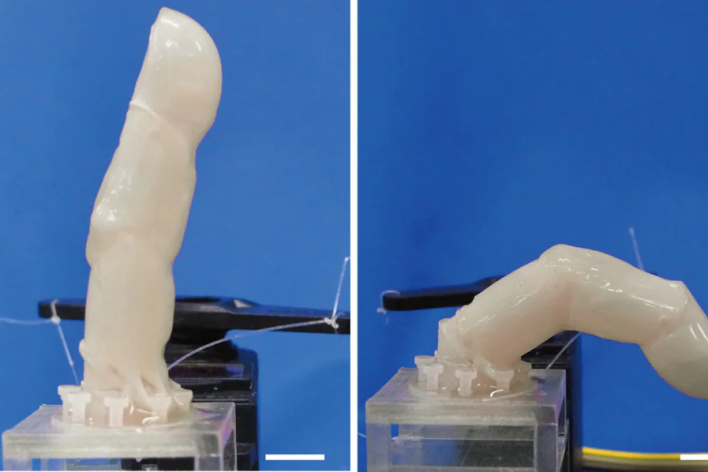 Hanno costruito un dito-robot ricoperto di pelle umana