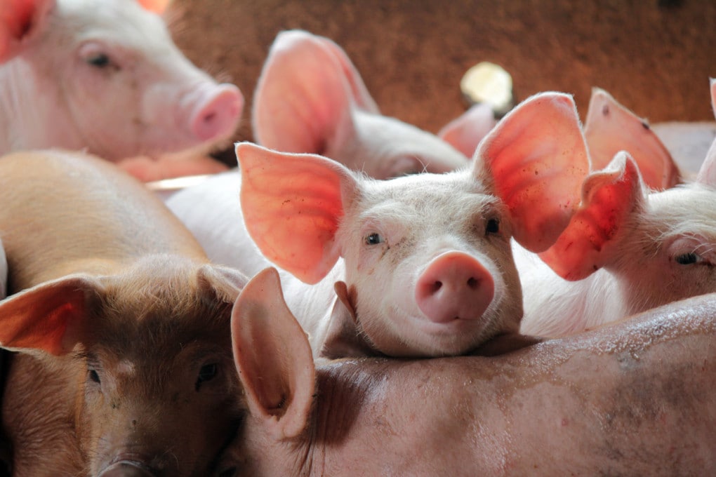 Cina: i primi maiali clonati interamente dai robot