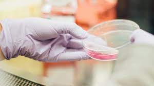 Un minuscolo cuore funzionante è stato creato in laboratorio Un minuscolo cuore funzionante è stato creato in laboratorio