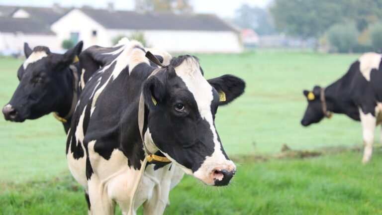 Researchers to develop biotechnology to capture harmful methane Researchers to develop biotechnology to capture harmful methane