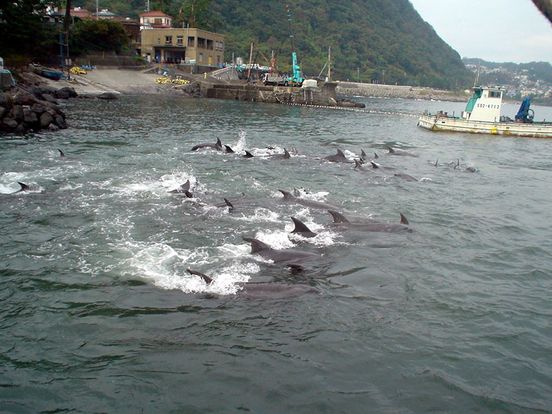 La città di Futo non caccerà più i delfini, decisione storica in Giappone: licenza riconsegnata  continua su: https://www.fanpage.it/innovazione/scienze/la-citta-di-futo-non-caccera-piu-i-delfini-decisione-storica-in-giappone-licenza-riconsegnata/ https://www.fanpage.it/