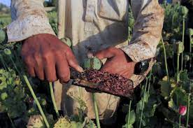 Effect of the current economic crisis in Afghanistan on opium production and its trafficking