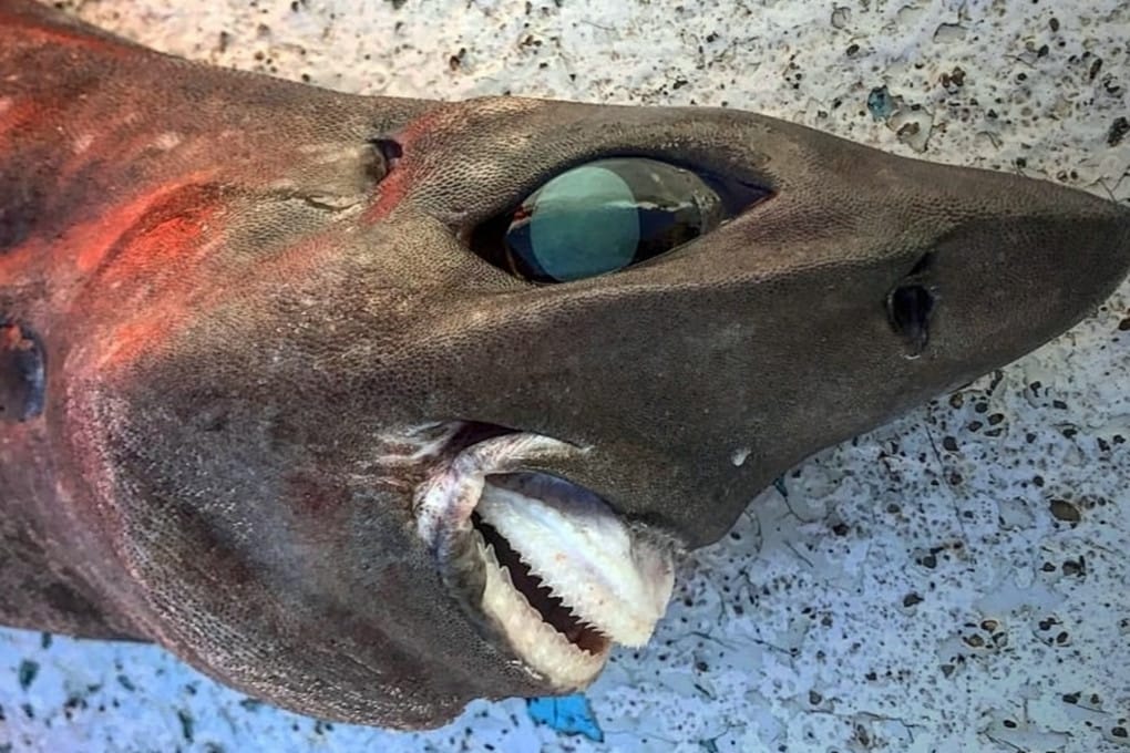 Il sorriso da incubo di un misterioso squalo degli abissi australiani