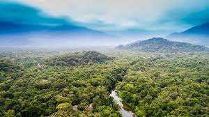 Amazzonia: emette più CO2 di quella che assorbe? Solo dove ci sono gli indigeni