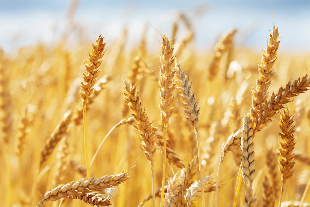 Genetics grain be able to resist a hot temperature and drought Genetics grain be able to resist a hot temperature and drought