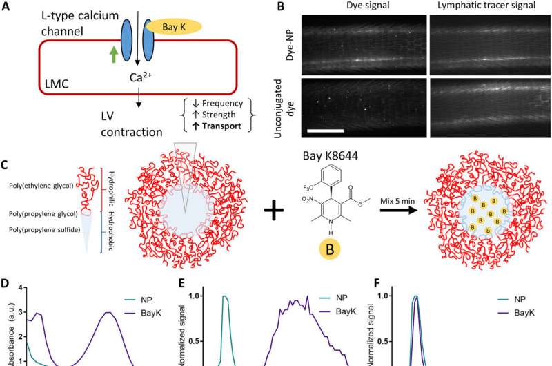 Nanotechnology could be used to treat lymphedema Nanotechnology could be used to treat lymphedema