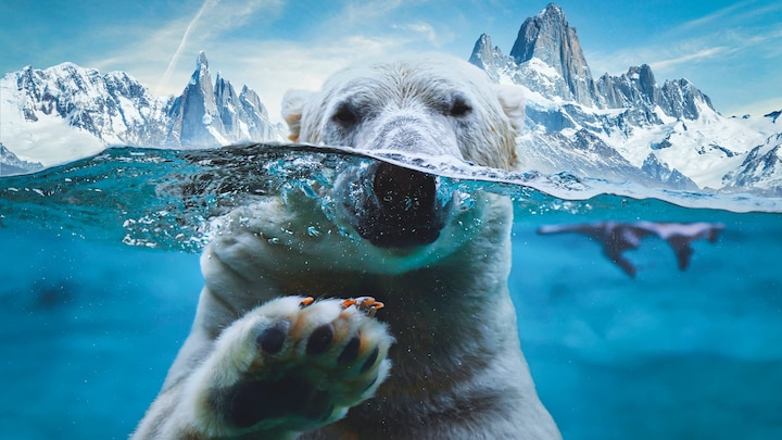 Orsi polari raramente bevono acqua, eppure non muoiono di sete?