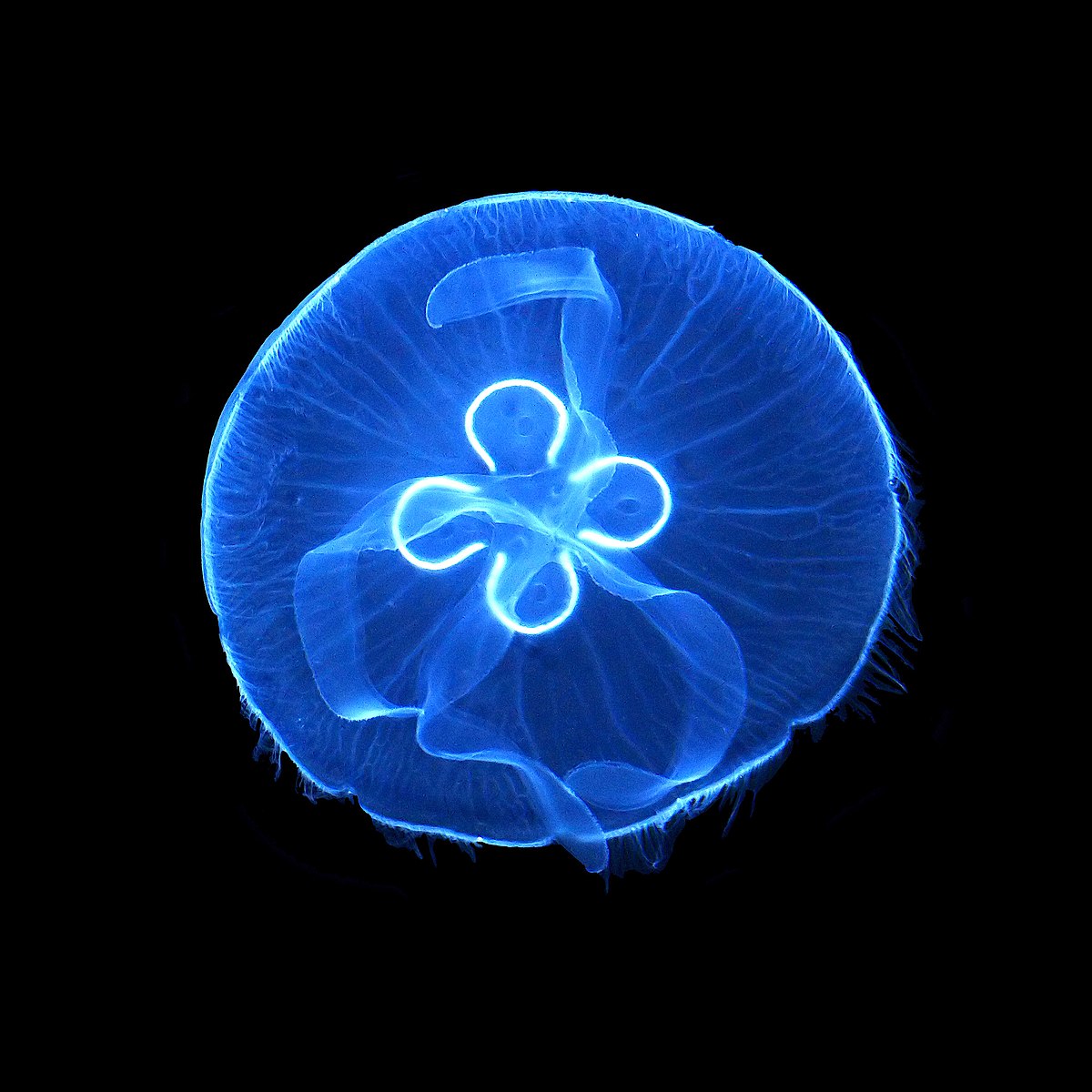 Cos’è la bioluminescenza, uno dei fenomeni più affascinanti in natura