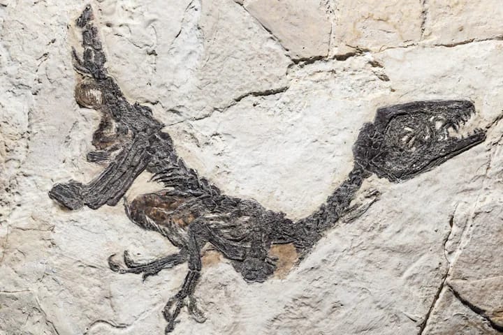 The true story of Cyrus, the Italian dinosaur who graced the cover of Nature
