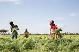 Etiopia: sceglie il percorso “verde”