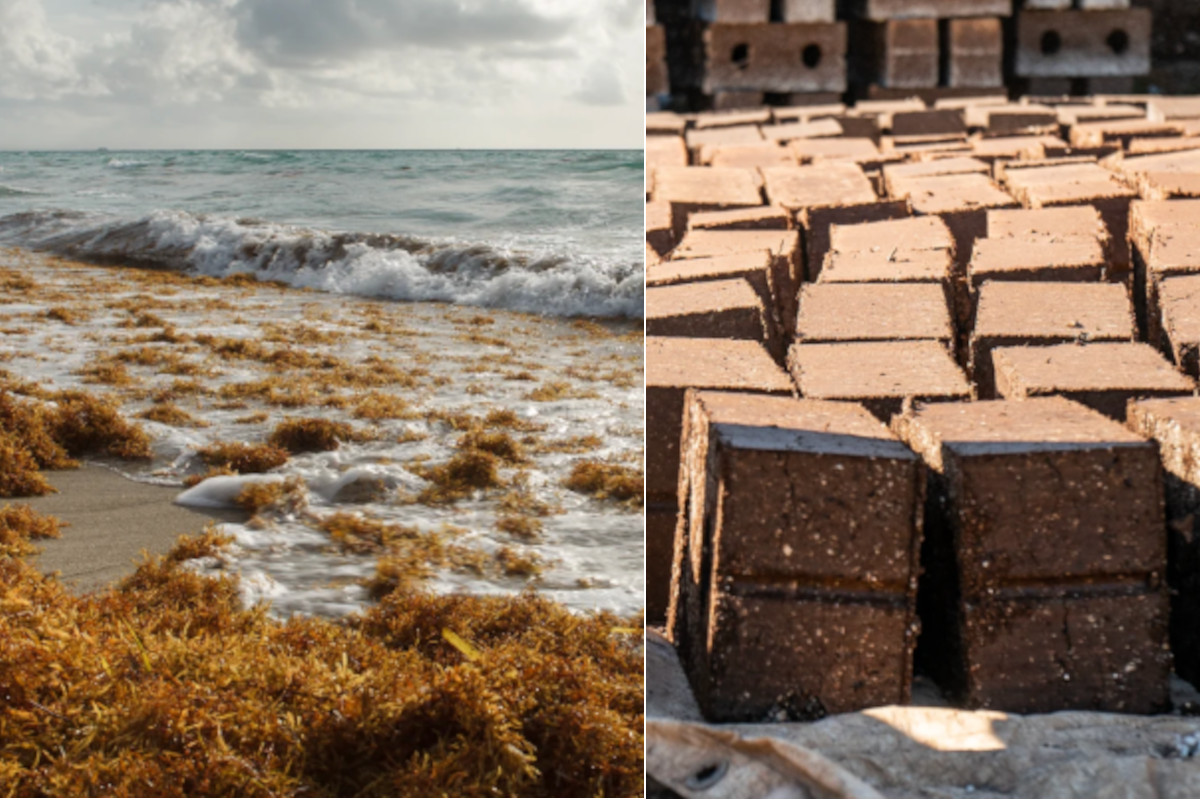 Questo giardiniere messicano ha trasformato i mucchi di alghe sulle spiagge in mattoni da costruzione resistenti ed ecologici