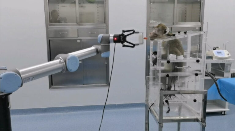 Cina: una scimmia muove con il pensiero un braccio robotico