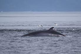 Islanda: sospende la caccia alle balene, perché incompatibile con il benessere animale