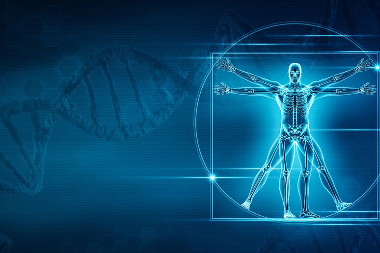 L’Intelligenza artificiale trova i geni che modellano lo scheletro