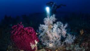 La meraviglia del corallo nero nei fondali di Marettimo