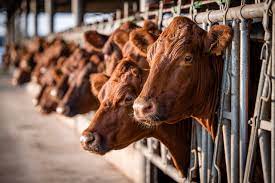 Gli allevamenti bovini non sono inquinanti: la lobby degli allevamenti vince a Bruxelles