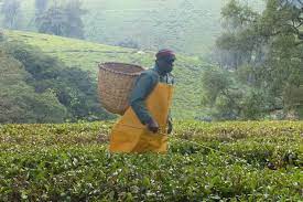 Kenya: la rivolta dei raccoglitori di thé contro l’ automazione