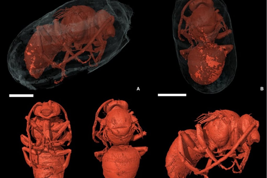 Scoperte in Portogallo centinaia di api mummificate 3.000 anni fa