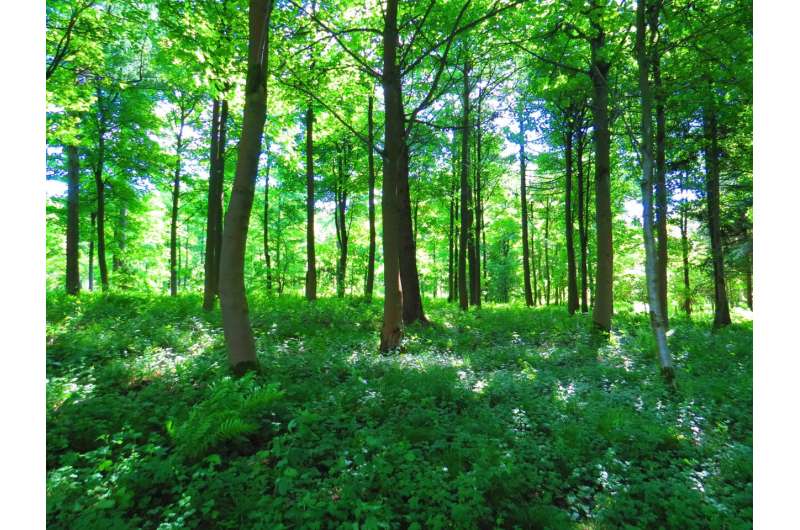 Forests with multiple tree species are 70% more effective as carbon sinks than monoculture forests, study finds