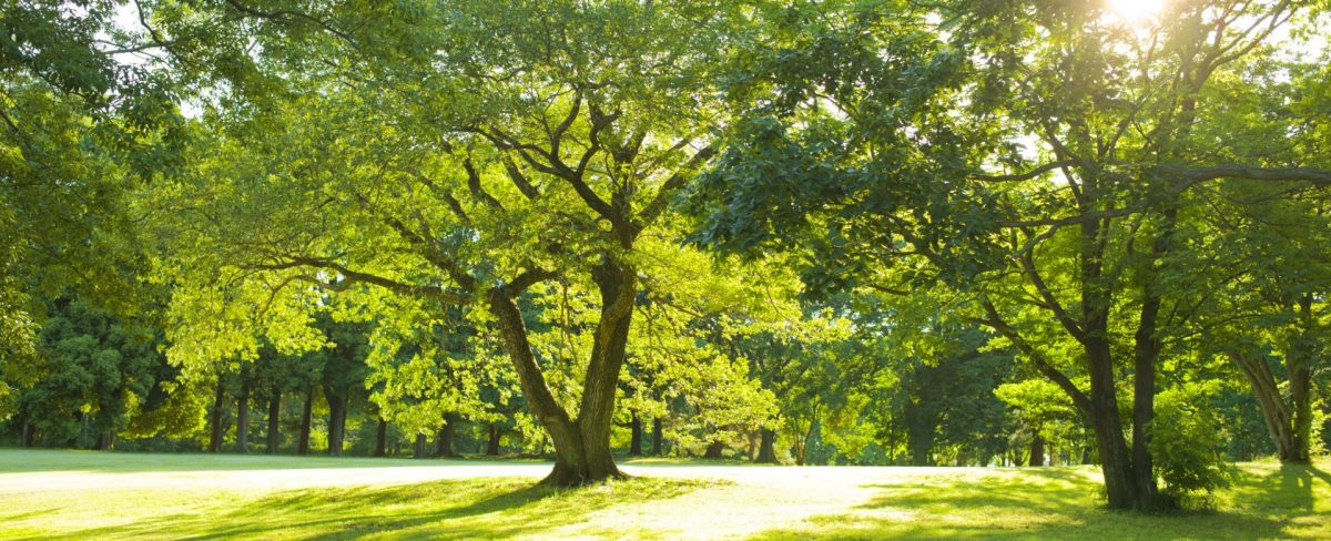 Think Forestry: Intesa Sanpaolo si impegna per piantare 100 milioni di alberi